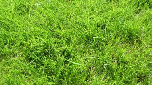 草, 绿色, 自然, 春天, 背景, 全帧, 绿色的颜色