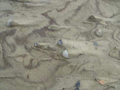 沙子, 贻贝, 海滩, 自然, 沙滩