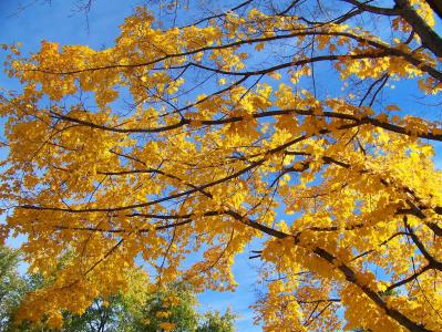 黄色, 枫树, 树, 叶子, 秋天, 秋天, 分支机构