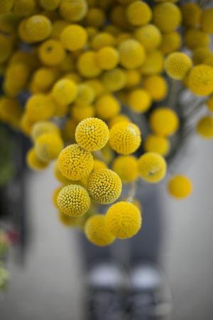 花, 开花, 黄色, 球, 一轮, 形状, 植物区系