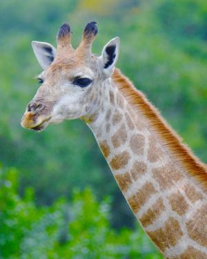 长颈鹿, 南非, 海景狮子公园