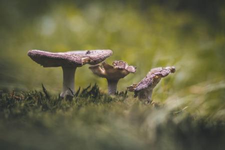 蘑菇, 森林, 自然, 有毒, 秋天, 森林的地面, 宏观