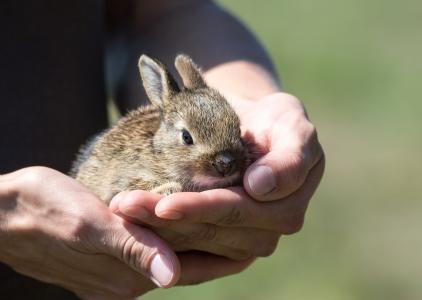 兔子, 野兔, 幼崽, 救援, 小, 动物, 哺乳动物