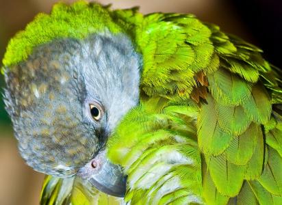 塞内加尔鹦鹉, 卫生, 纯化, 鸟, 鹦鹉, 动物, 野生动物