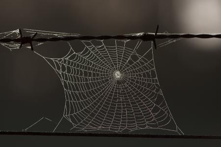 蜘蛛网, 网络, 秋天, 自然