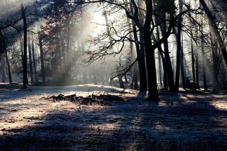 森林, 光, 心情, 光束, morgenstimmung, 冬天, 树