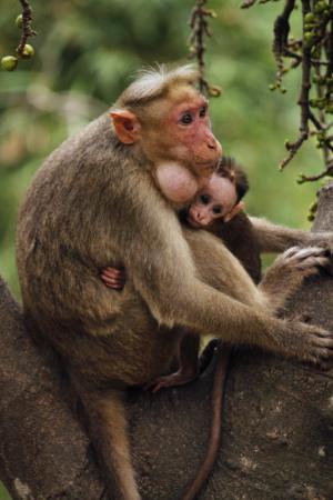 猴子, 母亲, 儿童, 动物, 自然, 野生动物, 宝贝