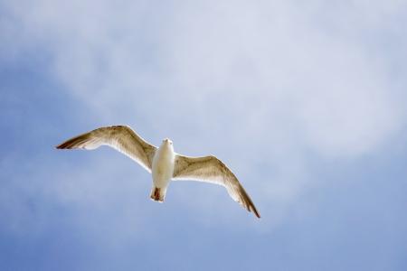 海鸥, 鸟, 从底部, 飞行, 飞, 海岸, 泽福格尔