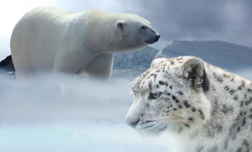 豹, 雪, 北极熊, 雪豹, 冰川, 冰河时代, 冬天