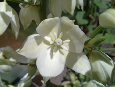 白色, 花, 龙舌兰, 绽放, 白色的花