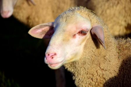 羊, 羊头, 羊毛, 动物, 牲畜, 牧场, 农业