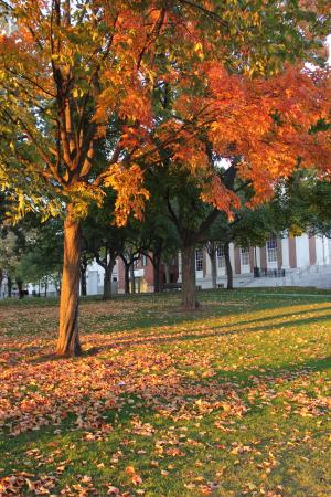 叶子, 新英格兰, 秋天, 叶子, 秋天, 景观, 马萨诸塞州