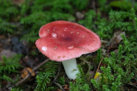 蘑菇, 红色, 森林蘑菇, 樱桃 spei 菇, 菇, 菇 emetica, 木耳