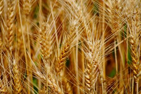 小麦, 字段, 谷物, 免疫, 农业, 硬粒小麦, 收获