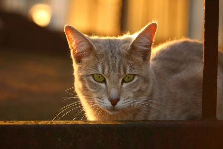 猫, 秋天, 不锈钢, 暮光, 太阳, 猫的脸, 品种的猫