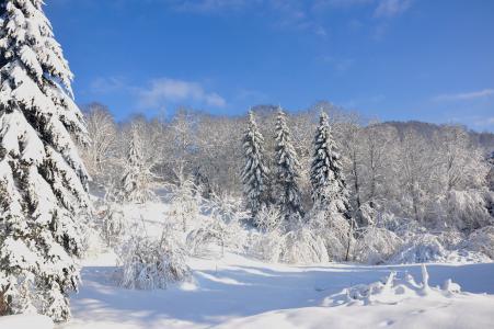 孚日, 冬天, 雪, 自然, 森林, 树, 弗罗斯特