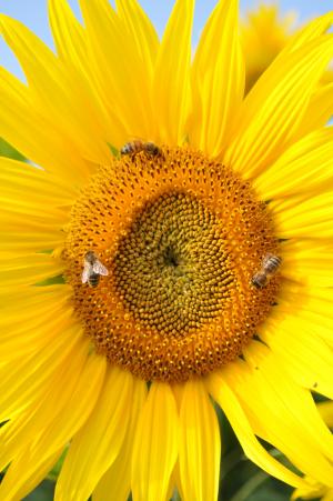 太阳花, 蜜蜂, 自然, 黄色, 植物, 花, 领域的花