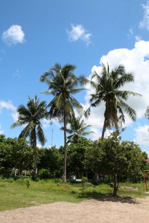 柬埔寨, 蓝蓝的天空, 棕榈树, 自然, 树, 天空, 热带气候