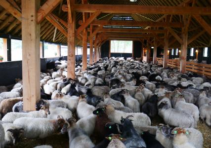 羊, 黑羊, 稳定, 羊圈, 谷仓, 动物, 棕色