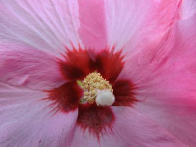 木槿, hibisceae, 粉红色的花, 雌蕊, 花粉, 关闭, 花