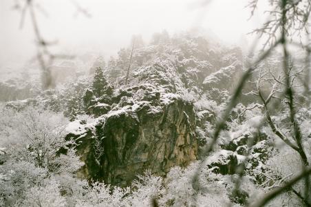 摄影, 雪, 覆盖, 树木, 山, 雾, 白天