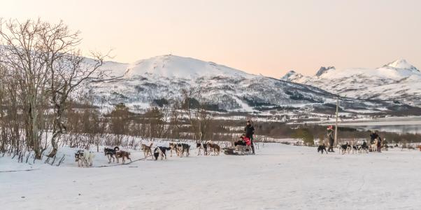 狗拉雪橇, 希尔克内斯, 挪威, 山脉, 景观, 雪, 自然