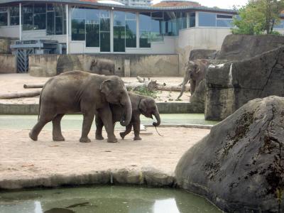 大象, 大象的家族, 大象的孩子, 动物, 长鼻, 厚皮类动物, 哺乳动物