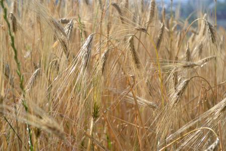 小麦, 夏季, 草甸, 字段, 景观, 夏天草地