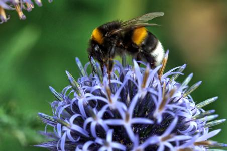 蜜蜂, 环球蓟, 自然, 宏观, 授粉, 昆虫, 花