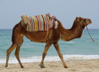单峰骆驼, 动物, 海, 旅游, 假日, 突尼斯, 水