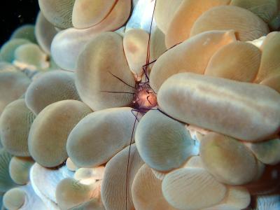虾, 甲壳动物, 礁, 珊瑚, 软珊瑚, 气泡珊瑚海洋, 海