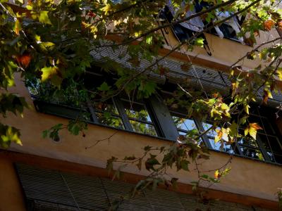 窗口, 反思, 分支机构, 叶子, 棕褐色, 赫罗纳, 西班牙