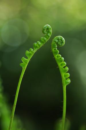 蕨类植物, 植物, 绿色, 佛朗明哥, 绿色的颜色, 卷须, 特写