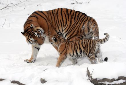 老虎, 西伯利亚虎, 老虎婴孩, 猫科虎, 年轻的动物, 家庭, 男孩