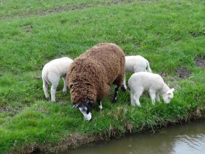 羔羊, 羔羊, 羊, 春天, 自然, 动物, 哺乳动物
