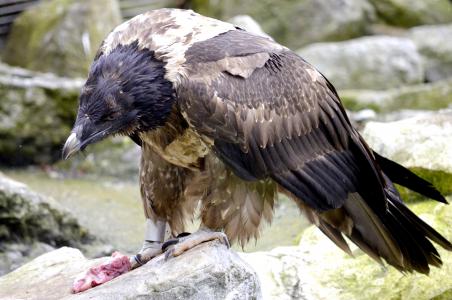 大胡子秃鹫, 鸟的猎物, 吃, 肉, 猛禽, 鸟类, 兀鹫