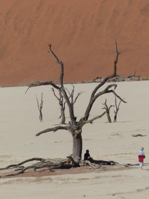 soussousvlie, 死树, 纳米比亚, 非洲, 沙漠