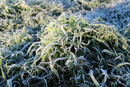 草, 弗罗斯特, 绿色, 冰, 感冒, 表面, 明天