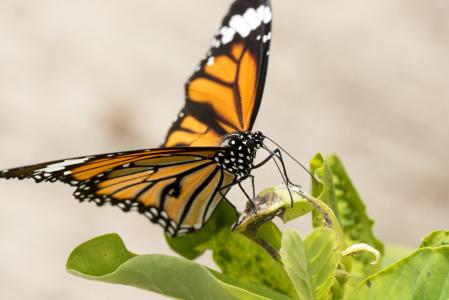 蝴蝶, 宏观, 橙色, 多彩, 昆虫, 自然, 翼