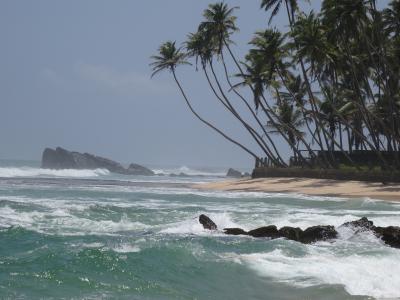 海滩, 斯里兰卡, 海边, 椰子, 热带地区, 海, 自然