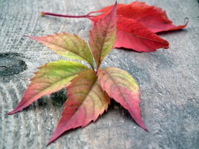 叶子, 秋天, listopad, 秋天的叶子, 红色, 自然, 花园
