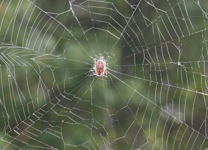 自然, 动物, 户外, 昆虫, 蜘蛛, web, bug