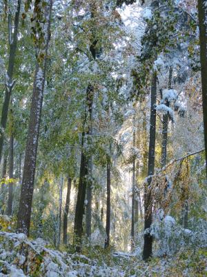 冬天, 森林, 寒冷, 树木, 雪, 白雪皑皑, 自然