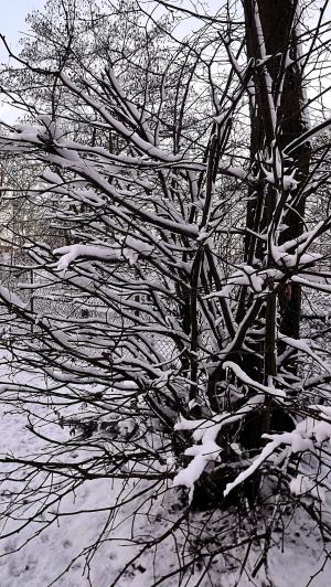 冬天, 雪, 白雪皑皑, 感冒, 树木