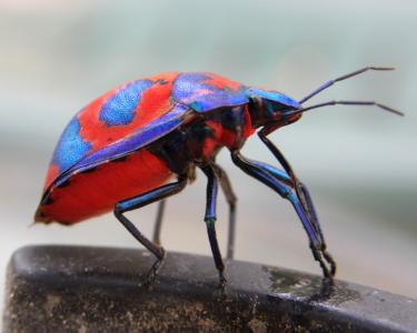 芙蓉小丑虫, tectocoris diophthalmus, 昆虫, 澳大利亚, 光明, bug, 色彩缤纷