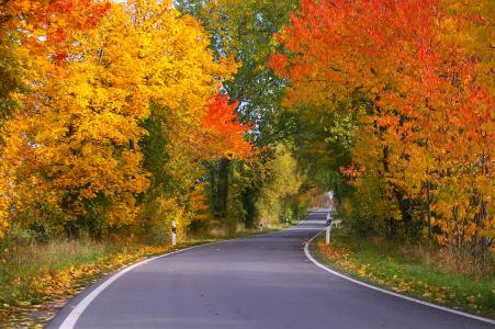 秋天, 大道, 树木, 走了, 道路, 绿树成荫的大道, 叶子
