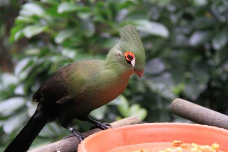 绿绸皇冠僧帽鸟, 红眼皮, 白点, 绿色, 蓝色紫色, 金属光泽, 鸟公园