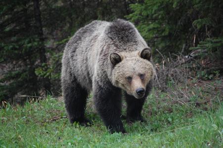 灰熊, 野生动物, 熊, 动物, 捕食者, 不列颠哥伦比亚省, 食肉动物