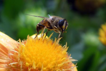 花, floriade, 自然, 昆虫, 蜜蜂, 花粉尘标题 headcomp, 夏季