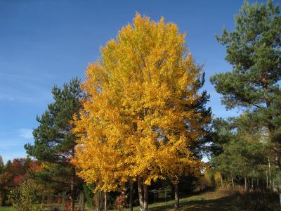 秋天, 树, 颜色, 天空蓝, 花园, 黄色, 绿色